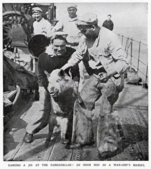 Hogs: War-Ship Mascot the Irish Hog 1915