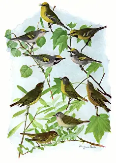 Warblers: Warblers