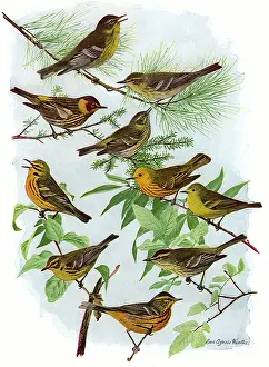 Warblers: More Warblers