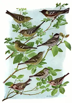 Warblers: Yet More Warblers