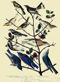 Hermit: Warblers and Bluebirds