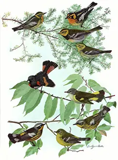 Magnolia: Warblers and Redstart