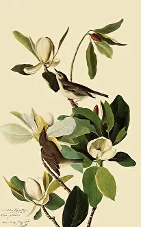 Magnolia: Warbling Vireos