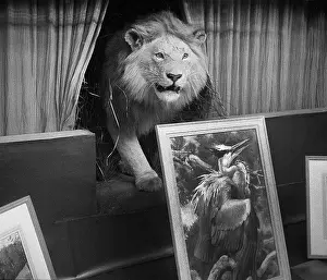 The John Turner Photographic Collection: The Ward Gallery, Piccadilly, London