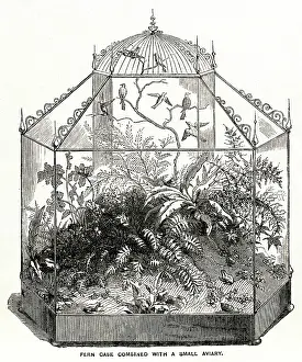 Aviary: Wardian case with ferns 1857