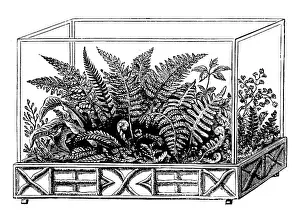 Wardian: Wardian case with ferns