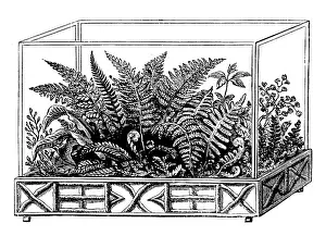 Terrarium: Wardian case with ferns