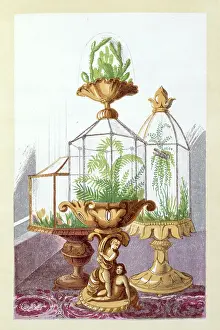 Pteridophyta: Wardian cases