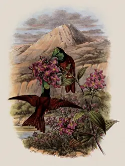 Swifts: Warszewicz's Rainbow, Diphlog...aena Aurora