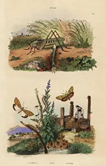 Wart: Wart biter locust, moths and beetle