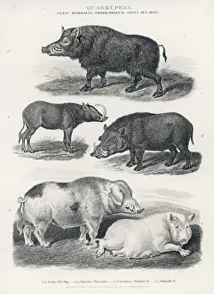 Wart: WART HOGS/VARIOUS