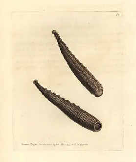Elford: Warted sealeech, Pontobdella verrucata