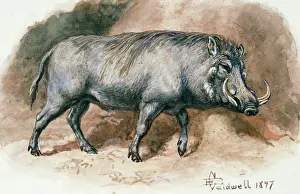 Warthog: Warthog 1897