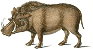 Brodtmann: warthog - animal - nature tusks