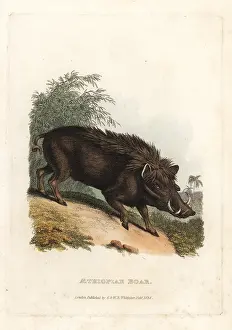 Warthog: Warthog, Phacochoerus africanus