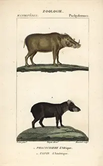 Terrestris: Warthog, Phacochoerus africanus, and South