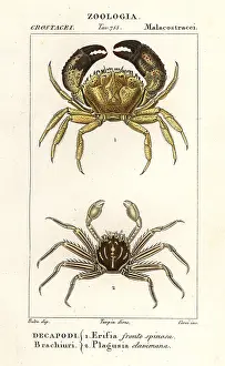 Tuberosa: Warty crab and flat rock crab