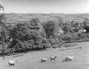 WARWICKSHIRE SHEEP