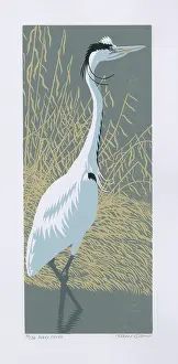 Reeds: Wary Heron