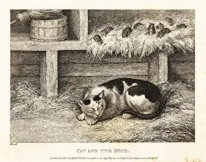 Samuel Howitt: Wary mice above a cat pretending to sleep