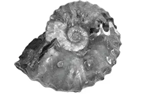 Aguirre: Wasatchites tridentinus, ammonoid