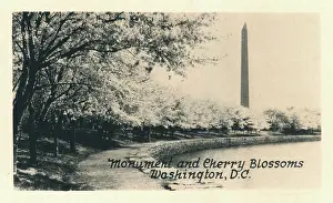 Small Format: Washington DC, USA - Monument and Cherry Blossoms