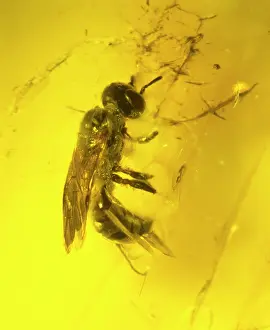 Digger: Wasp in amber