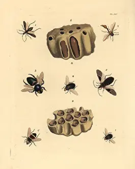 Pictus: Wasps, bees, flies and dauber nest