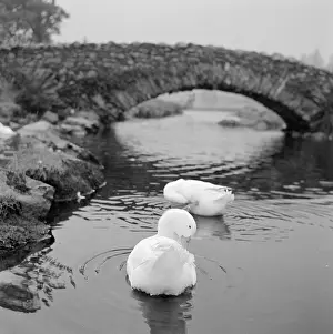 Packhorse: Watendlath Packhorse Bridge, Cumbria