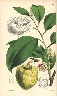Palustris: Water or alligator-apple tree, Annona palustris