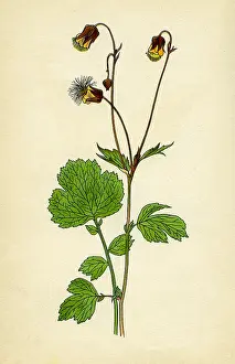 Avens: Water Avens