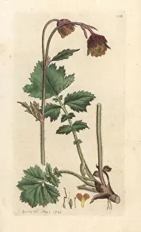 Avens: Water avens, Geum rivale