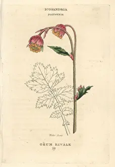 Avens: Water avens, Geum rivale