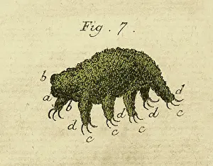 1777: Water Bear or Tardigrade, First Observation, 1777