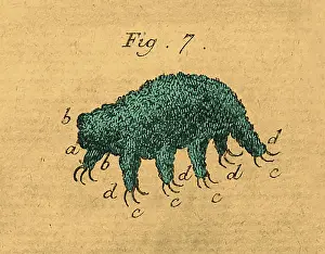 1777: Water Bear or Tardigrade, First Observation, 1777