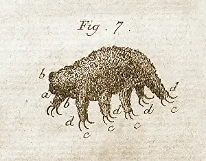 1777: Water Bear or Tardigrade, First Observation, 1777