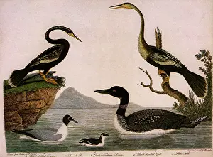 Necks: Five Water Birds