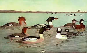 Happily: Water Birds