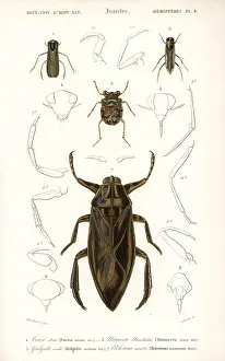 Dorbigny: Water boatman, water bug and toad bug