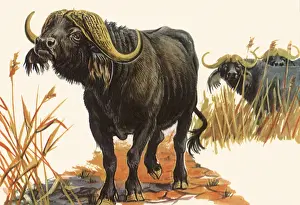 Water Buffalo