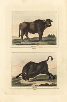 Quadrupeds: Water buffalo and American bison