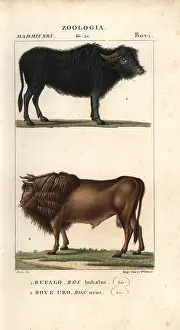 Giarrè: Water buffalo, Bubalus bubalis, and extinct