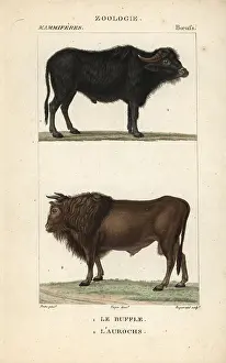 Pretre: Water buffalo, Bubalus bubalis, and extinct