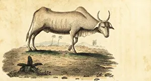 Surat: Water buffalo, Bubalus bubalus