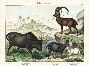 Naturgeschichte: Water buffalo, goats and Alpine ibex