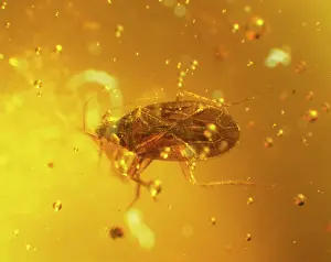 Skipper: Water bug in amber