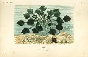 Maubert: Water caltrop or buffalo nut, Trapa natans