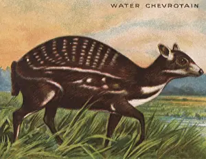 Chevrotain: Water Chevrotain