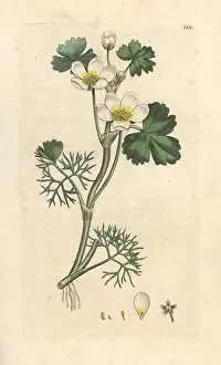 Crowfoot: Water crowfoot, Ranunculus aquatilis