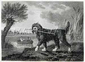 Retrieved: WATER DOG (REINAGLE)